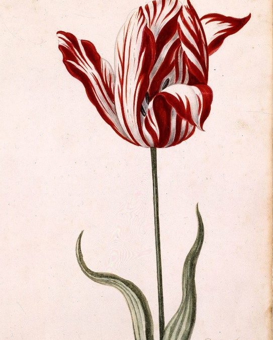un tulipano non fa primavera